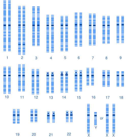 人基因组（男）对照品 （9948）
